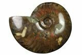 Flashy Red Iridescent Ammonite #155172-1
